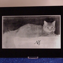 Misty's Cat Portrait Lovingly Remembered and Missed 8 x 10 Mirror Portrait in Frame $50 plus $7.50 shipping and handling.